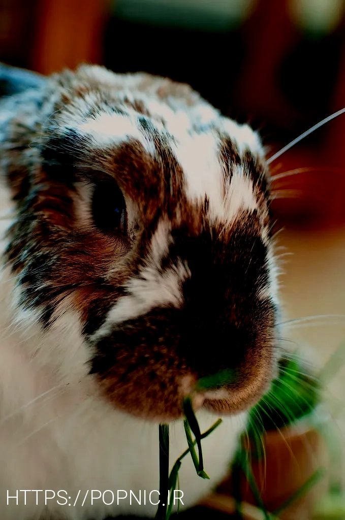 What do animals eat