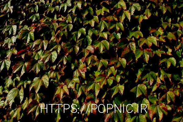 Green wall